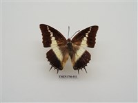 藏品(南非蝴蝶(二))的圖片